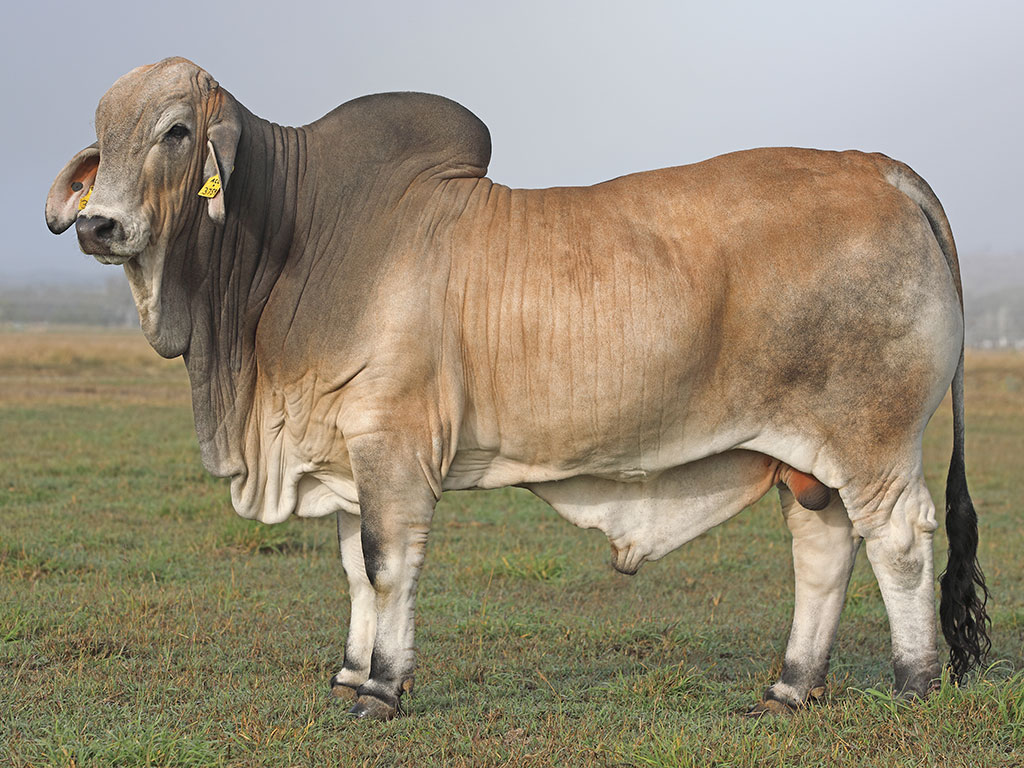 Tropical Cattle Austin 360/2 (IVF) (PS)