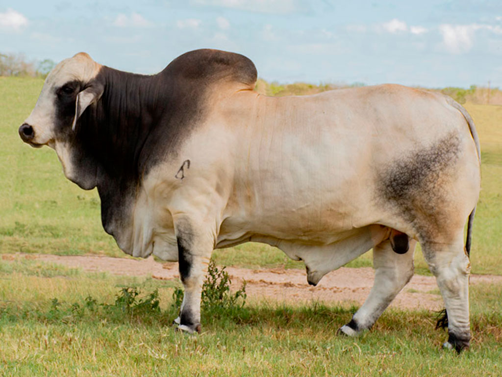 MR 4F ACCELERATOR 7/6 (PP)