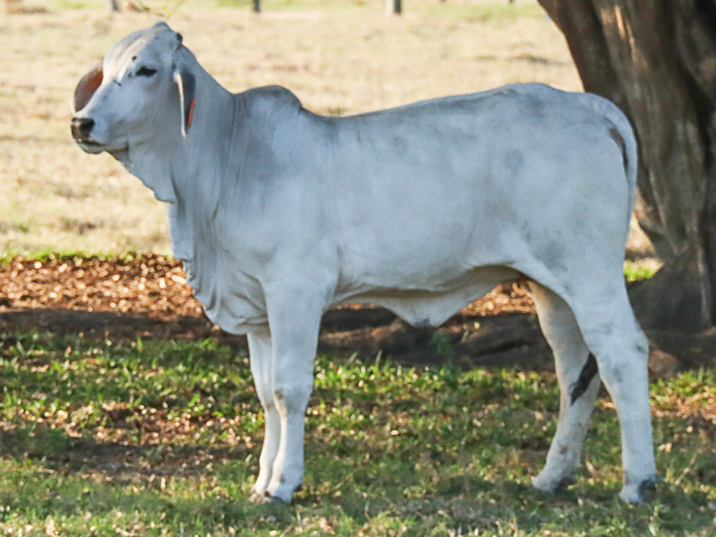 Lot 24 Tropical Cattle Miss Summit 448/3 (IVF) (PS)