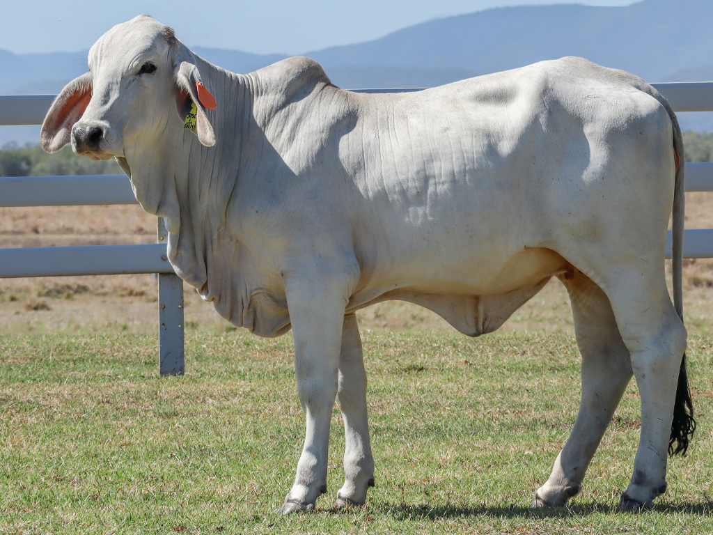 Lot 25 Tropical Cattle Blondie 595/2 (PS)