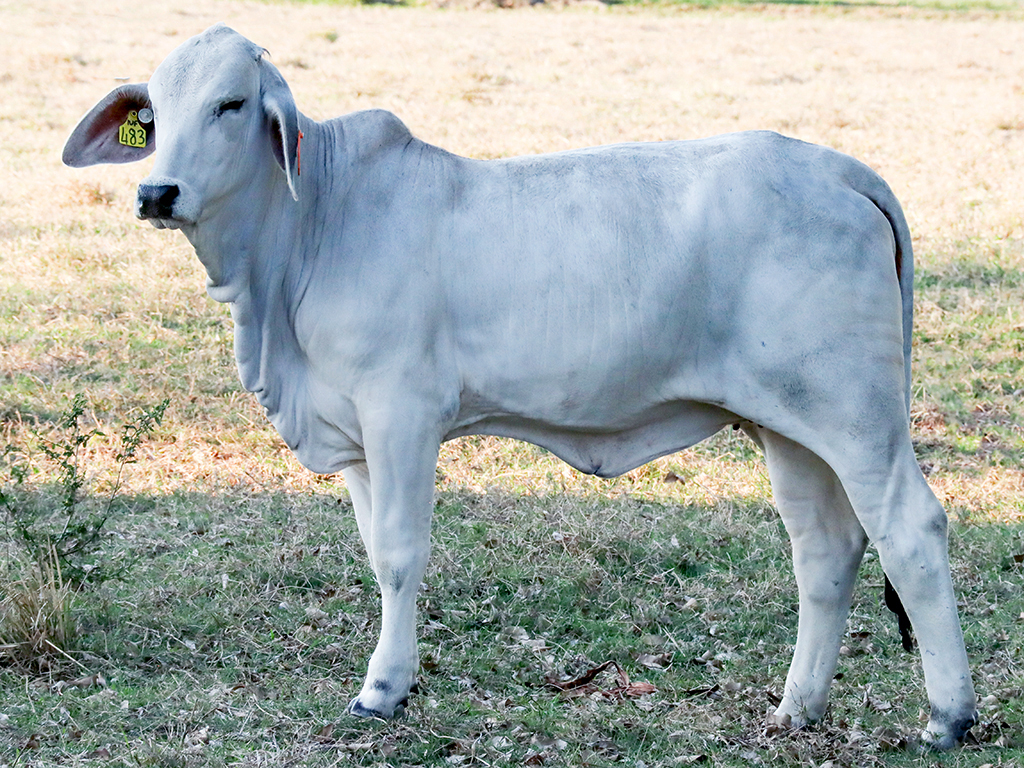 Lot 26 Tropical Cattle Miss Summit 483/3 (IVF) (PS)