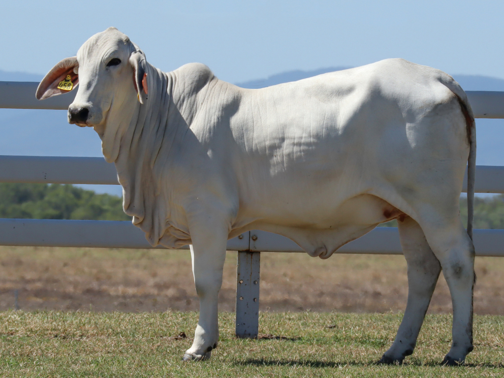 Lot 27 Tropical Cattle Raosa 458/3 (IVF) (PS)