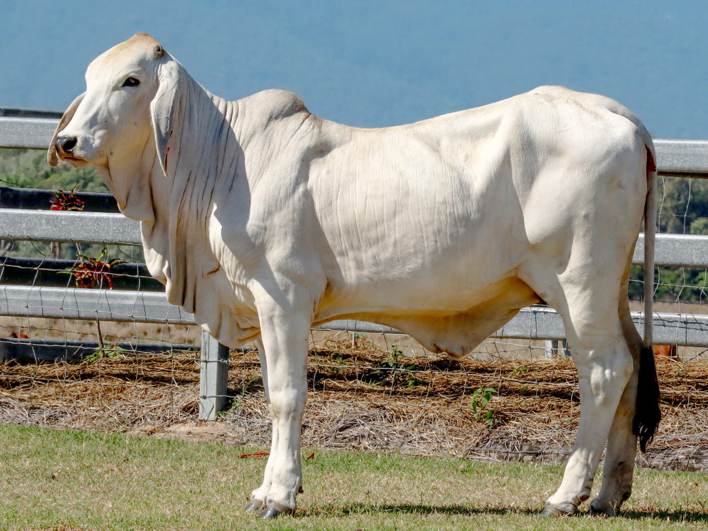 Lot 28 Tropical Cattle Supersenic 389 (PS)