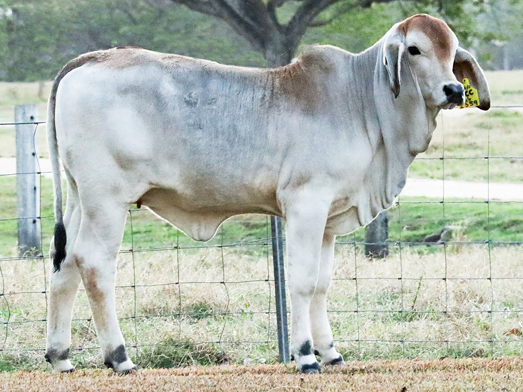 Lot 29 Tropical Cattle Demi 643 (IVF) (PS)