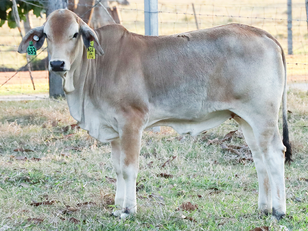 Lot 30 Tropical Cattle Artistic Lady 633 (IVF) (PS)