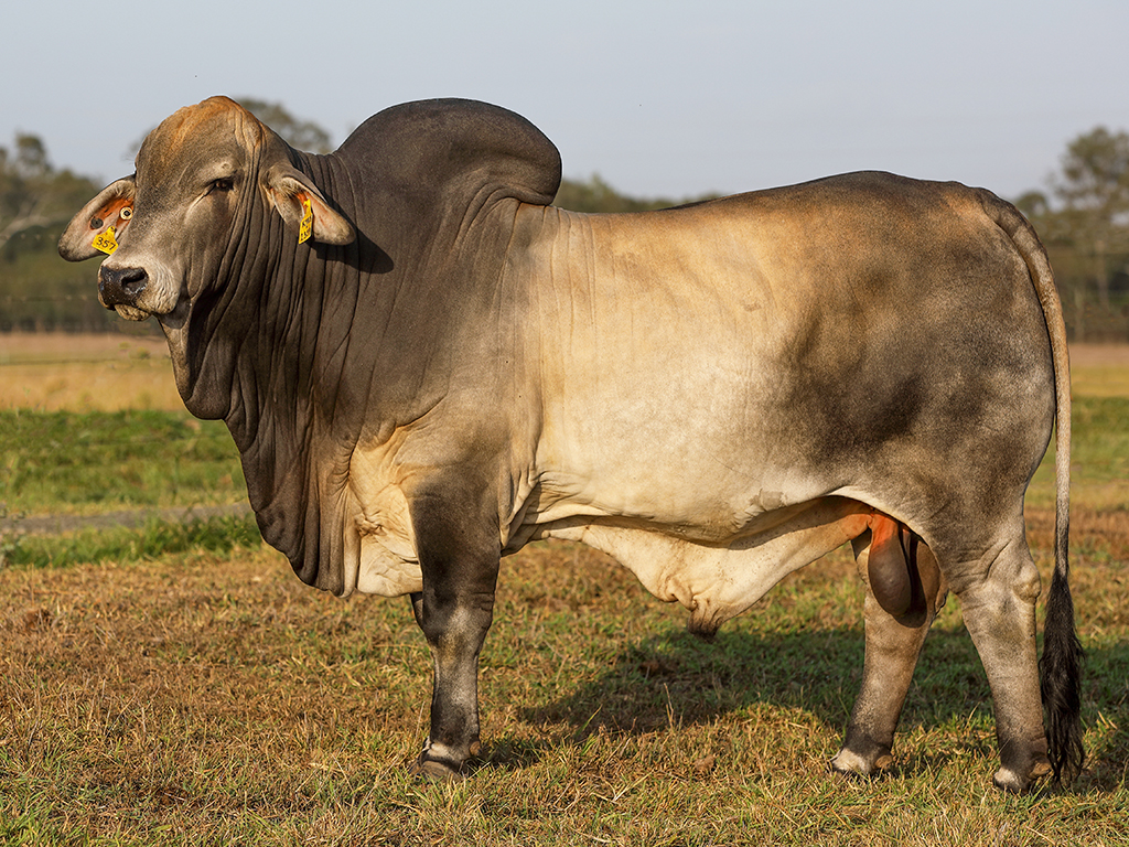 Tropical Cattle Magnum 357 (IVF) (PS)