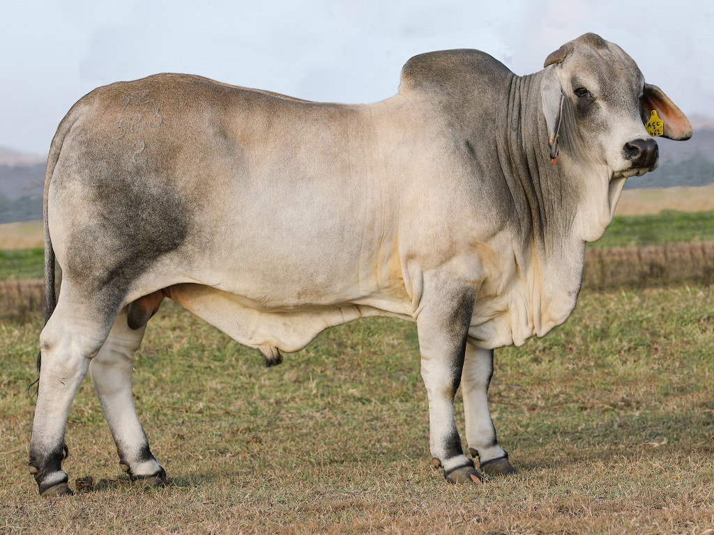 Tropical Cattle Aberdeen 323 (IVF) (PS)