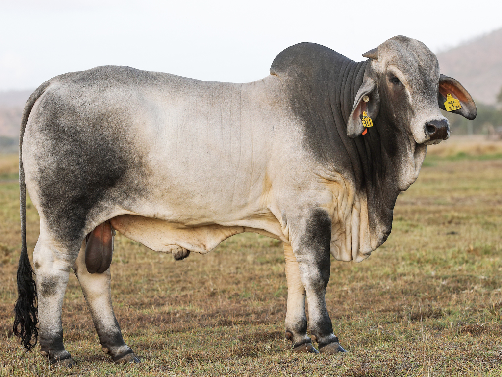 Tropical Cattle Admore 311 (IVF) (PS)